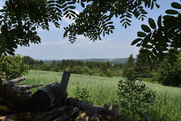 a grassy area with trees and bushes battlefield 4, pc gaming, multiplayer