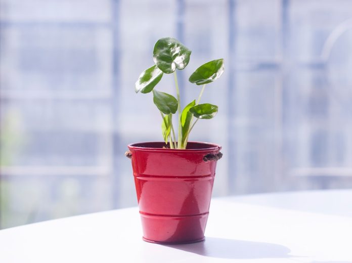 a small potted plant sitting on top of a table business growth scalable marketing success