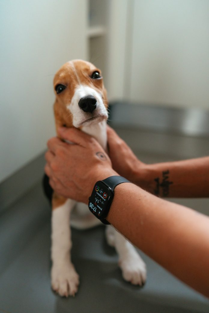 A person holds a beagle puppy's head. veterinary clinic dashboard software, appointment calendar, digital patient records